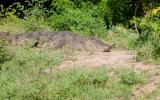 Yala National Park